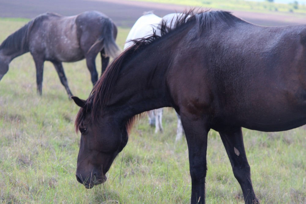 Pure bred percheron sport horses004.jpg